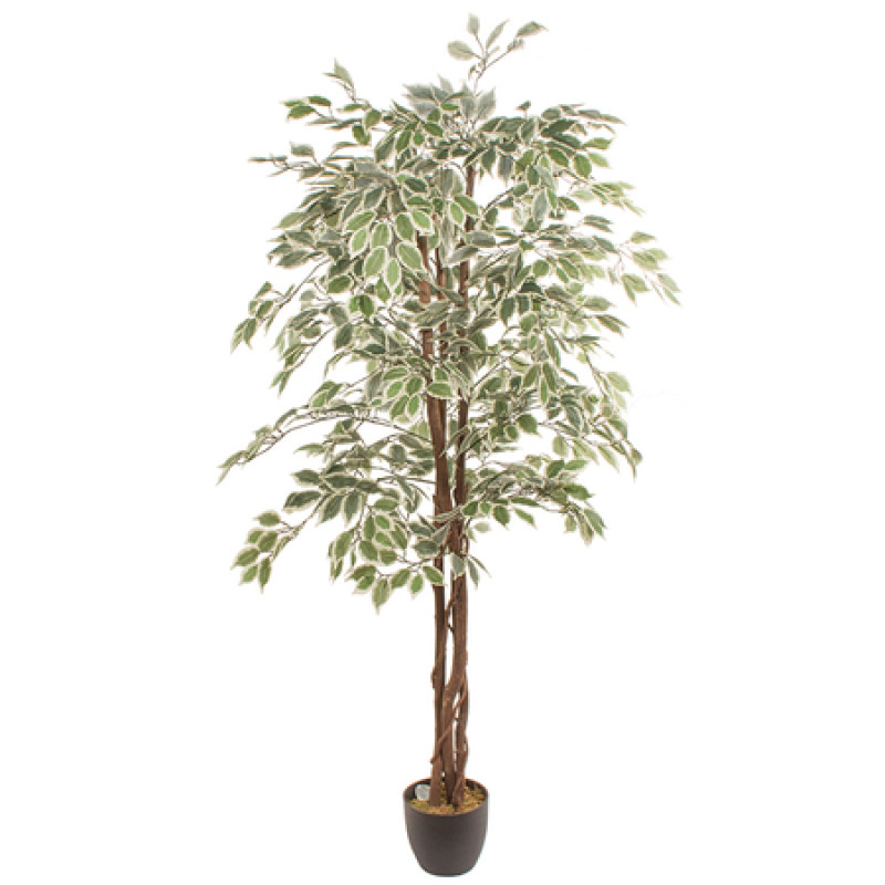 Mākslīgais augs FICUS 1.80m